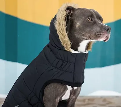 GFpet Urban Parka